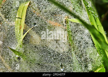 Spinnennetz mit Tautropfen auf grünem Gras – Nahaufnahme. Stockfoto