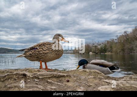 Weitwinkelblick, zwei Stockenten, Anas platyrhynchos, am See der Banyoles, Banyoles, Katalonien, Spanien Stockfoto