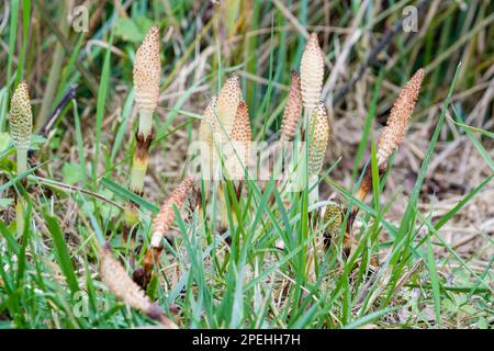 Sporenhaltiger Strobilus, Schachtelhalm, Equisetum telmateia, Banyoles, Katalonien, Spanien Stockfoto