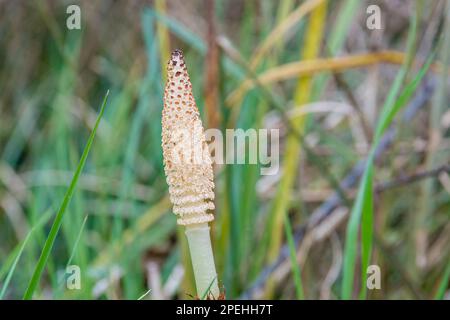 Sporenhaltiger Strobilus, Schachtelhalm, Equisetum telmateia, Banyoles, Katalonien, Spanien Stockfoto