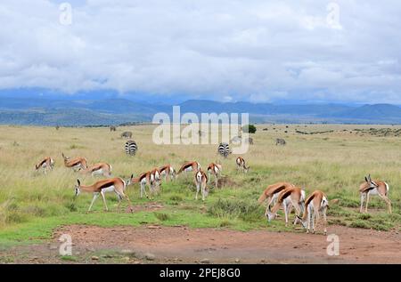 Cradock Mountain Zebra-Nationalpark Stockfoto