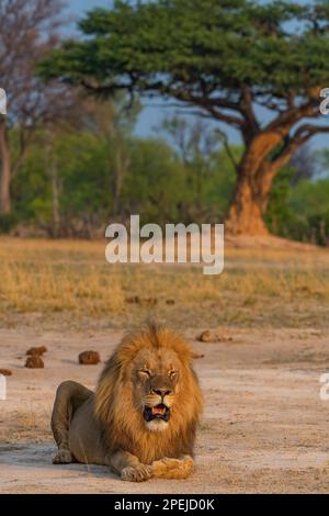 Ein großer männlicher Löwe, Panther Leo, wurde im Hwange-Nationalpark Simbabwes gesehen. Stockfoto