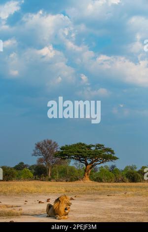 Ein großer männlicher Löwe, Panther Leo, wurde im Hwange-Nationalpark Simbabwes gesehen. Stockfoto