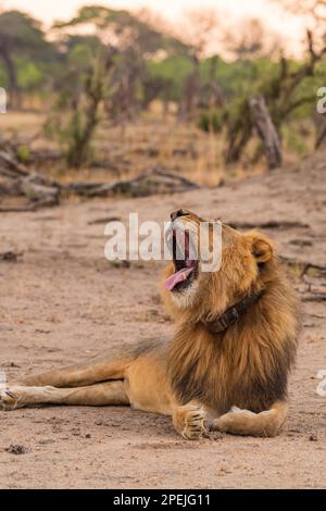 Ein großer männlicher Löwe, Panther Leo, wurde im Hwange-Nationalpark Simbabwes gesehen. Stockfoto