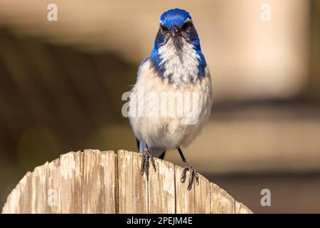 Der blaue Vogel blickt nach vorne, während er auf einem Holzzaun sitzt Stockfoto