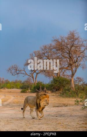 Ein großer männlicher Löwe, Panther Leo, wurde im Hwange-Nationalpark Simbabwes gesehen. Stockfoto