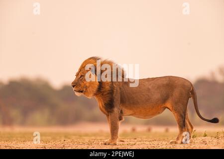 Ein großer männlicher Löwe, Panther Leo, wurde im Hwange-Nationalpark Simbabwes gesehen. Stockfoto