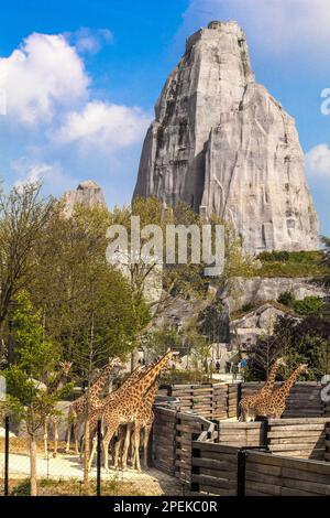 Frankreich. Paris (75) Giraffen im neuen Zoo Vincennes, umbenannt in Paris Zoological Park Stockfoto