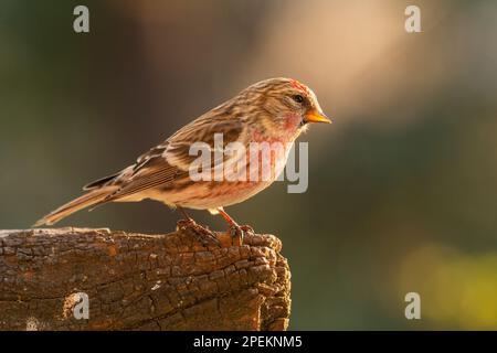 Weiblicher Birkenzeisig sitzt auf Totholz und wartet Stockfoto