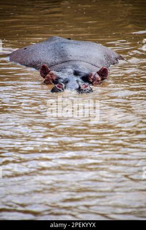 Vertikale Aufnahme eines Nilpferdes, das im Wasser schwimmt und dessen Kopf aus dem Wasser ragt Stockfoto