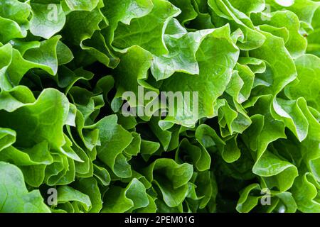 Ein Hintergrund aus grünem Salat mit wunderschönen saftigen Blättern in Nahaufnahme. Textur. Hintergrund. Foto in hoher Qualität Stockfoto