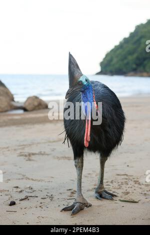 Weibliches Südkasuar (Casuarius casuarius) Etty Bay, Queensland, Australien Stockfoto