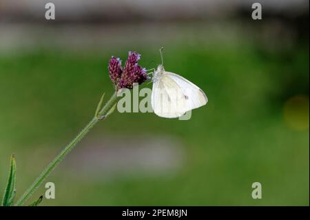 Eine lila Blume ist der Nährboden für diesen hungrigen weißen Schmetterling. Es hat seine Proboscis in der Blume. Stockfoto