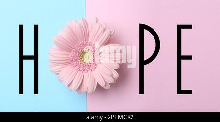 Wort HOFFNUNG mit Buchstaben und schöner Gerbera auf farbigem Hintergrund, Draufsicht. Bannerdesign Stockfoto