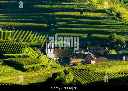 Kirche in den Weinbergen, Oberbergen, Kaiserstuhl, Baden-Württemberg, Deutschland Stockfoto