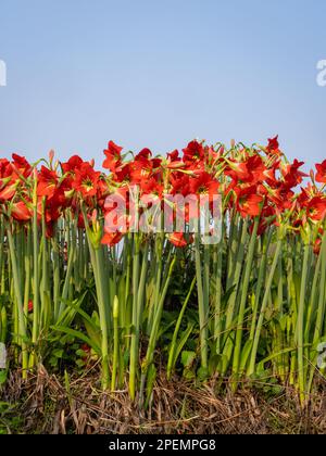 Vertikalansicht der leuchtend rot-orangefarbenen Blüten des hippeastrum puniceaum alias Barbados Lily oder Osterlilie, isoliert im Freien auf blauem Himmelshintergrund Stockfoto