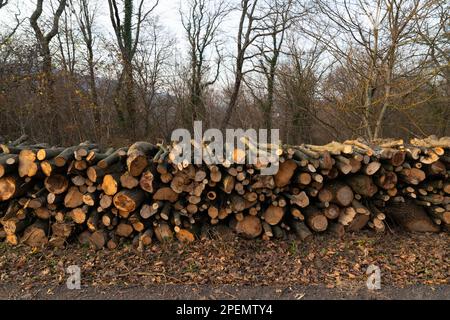 Holzhaufen aus frisch geschnittenem Holz in der Region Blacksea, Türkei Stockfoto