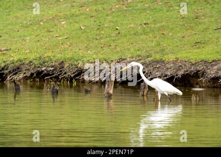 Der weiße Reiher fischt auf dem See in asien. Ein Reiher mit langen Beinen sucht nach Beute unter Fischbraten auf der Suche nach Essen. Stockfoto