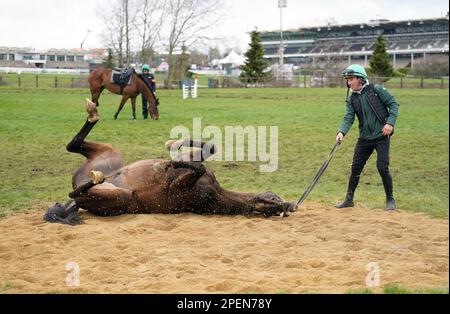 Ein Willie Mullins trainierte vor dem dritten Tag des Cheltenham Festivals auf der Cheltenham Racecourse Pferderollen auf den Galops. Foto: Donnerstag, 16. März 2023. Stockfoto