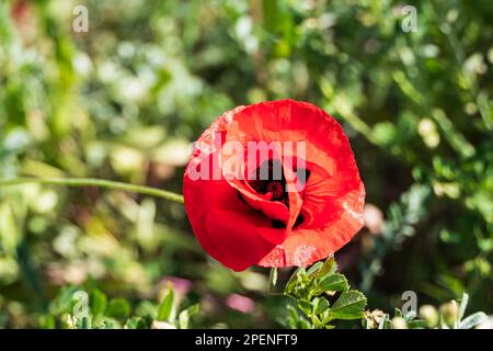Wilde blühende rote Mohnblumen unter grünem Gras, die in Lichtstrahlen auftauchen Stockfoto