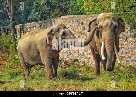 Zwei asiatische wilde Elefantenpartner spielen liebevoll mit ihren Strümpfen auf einem Wiesenfeld in einem Zoo Stockfoto