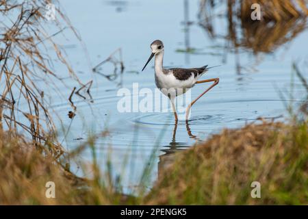 Black Winged Stilt, Himantopus himantopus ernährt sich im Wasser im Hwange-Nationalpark in Simbabwe. Stockfoto