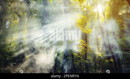 Die Sonnenstrahlen strömen durch den Rauch durch den Wald. Stockfoto