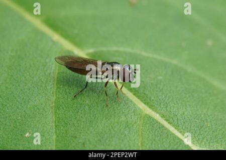 Natürliche Nahaufnahme auf dem kurzen Hoverfly aus Melanostoma-Mellinum-Gras, auf einem grünen Blatt Stockfoto