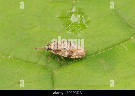 Natürliche Nahaufnahme des grau-braunen Distelpflanzenparasiten Lacebug Tingis cardui Stockfoto