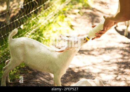 Ein Ziegenbaby, das Milch aus einer Flasche trinkt, auf einem kleinen Bauernhof in Ontario, Kanada. Stockfoto