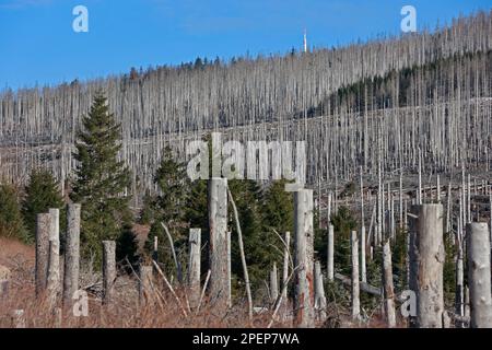 Schierke, Deutschland. 16. März 2023. Dead Fichte Forest Stände charakterisieren das Bild in der Region Brocken. Dürre und Rindenkäfer haben große Bestände des Harz-Waldes zum Sterben gebracht. Im Gebiet des Nationalparks bleibt das abgestorbene Holz in den Wäldern weitgehend an Ort und Stelle und wird nicht entfernt. Kredit: Matthias Bein/dpa/Alamy Live News Stockfoto