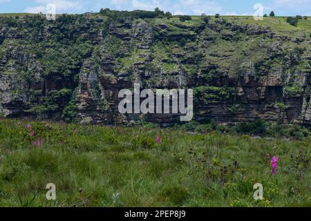 Blick auf die Oribi-Schlucht in der Nähe von Port Shepstone in Südafrika Stockfoto