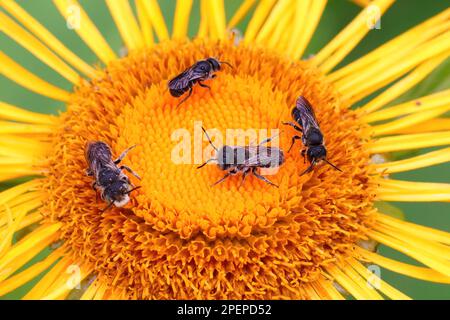 Natürliche Nahaufnahme von 3 Einzelbienenarten Heriades truncorum, Megachile rotundata, Stelis breviuscula auf einer gelben Inula-Blume Stockfoto