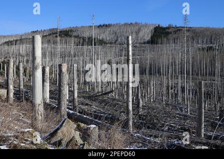 Schierke, Deutschland. 16. März 2023. Dead Fichte Forest Stände charakterisieren das Bild in der Region Brocken. Dürre und Rindenkäfer haben große Bestände des Harz-Waldes zum Sterben gebracht. Im Gebiet des Nationalparks bleibt das abgestorbene Holz in den Wäldern weitgehend an Ort und Stelle und wird nicht entfernt. Kredit: Matthias Bein/dpa/Alamy Live News Stockfoto