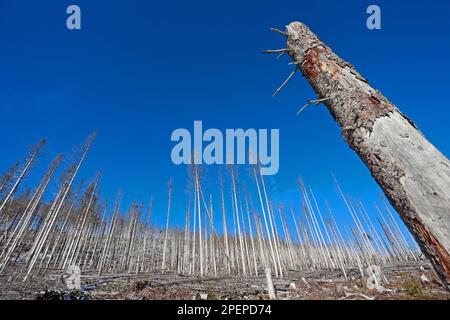 Schierke, Deutschland. 16. März 2023. Dead Fichte Forest Stände charakterisieren das Bild in der Region Brocken. Dürre und Rindenkäfer haben große Bestände des Harz-Waldes zum Sterben gebracht. Im Gebiet des Nationalparks bleibt das abgestorbene Holz in den Wäldern weitgehend an Ort und Stelle und wird nicht entfernt. Kredit: Matthias Bein/dpa/Alamy Live News Stockfoto