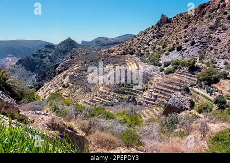 Terrassenförmige landwirtschaftliche Felder, Al Ain, Jebel Akhdar, Oman Stockfoto