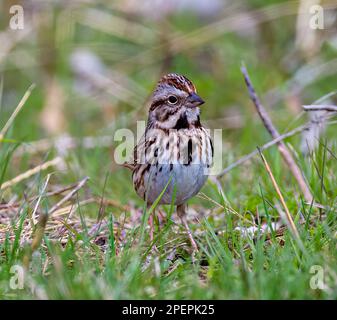 Eine Nahaufnahme eines Sängers in üppigem grünen Gras. Melospiza melodia. Stockfoto