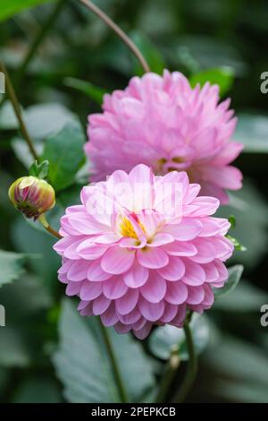 Dahlia Arbatax, dekorativ, zweifarbige, mehrjährige Blumen, weiße Blütenblätter, mit rosa eingerahmt, leicht eingefallen Stockfoto