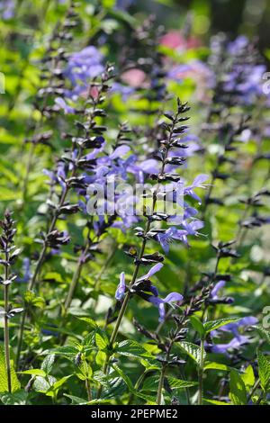 Salvia Rockin Blaue Wildlederschuhe, Rockin Serie, Semi-Evergreen, blaue Blumen Stockfoto