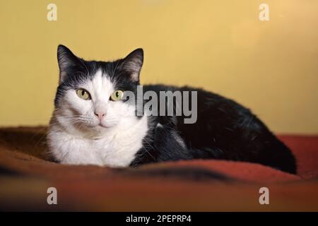 Entspannte Schwarzweiß-Smoking-Katze auf dem Bett, die in die Kamera schaut. Stockfoto