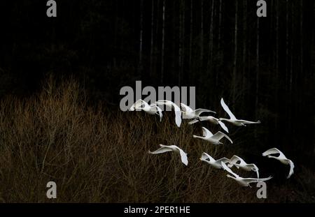 Fliegende Jupperschwäne am Weser River, Wesertal, Oberes Weser Valley, Weser Uplands, Weserbergland, Hessen, Deutschland Stockfoto