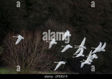 Fliegende Jupperschwäne am Weser River, Wesertal, Oberes Weser Valley, Weser Uplands, Weserbergland, Hessen, Deutschland Stockfoto