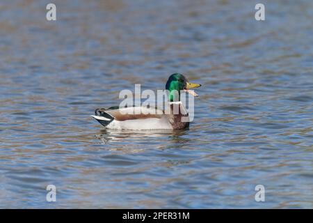 Mallard, Ente, Anas platyrhynchos, Schwimmen auf einem See, aus nächster Nähe, im Frühling in großbritannien Stockfoto