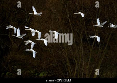 Fliegende Jupperschwäne am Weser River, Wesertal, Oberes Weser Valley, Weser Uplands, Weserbergland, Hessen, Deutschland Stockfoto