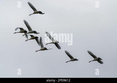 Fliegende Jupperschwäne am Weser River, Wesertal, Oberes Weser Valley, Weser Uplands, Weserbergland, Hessen, Deutschland Stockfoto