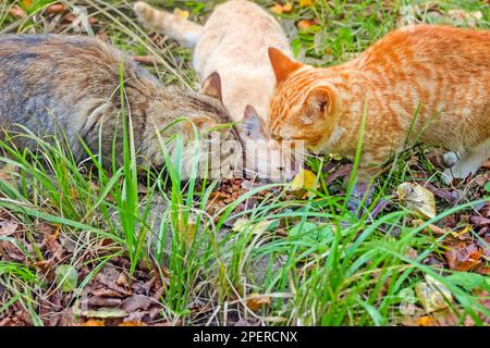 Echte drei bunte streunende Katzen, die im Herbst Essen essen Stockfoto