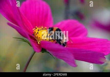 Single Bright Pink Cosmos Flower mit Bumblebee, die Nectar von der Gelben Mitte (Disc Floret) bei RHS Garden Harlow Carr, Harrogate, Yorkshire, Großbritannien, einnimmt Stockfoto