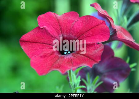 Eine rote nachfolgende Petunia „Tidal Wave Red Velour“-Blume, die in RHS Garden Harlow Carr, Harrogate, Yorkshire, angebaut wurde. England, Großbritannien. Stockfoto