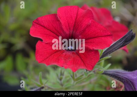 Eine rote nachfolgende Petunia „Tidal Wave Red Velour“-Blume, die in RHS Garden Harlow Carr, Harrogate, Yorkshire, angebaut wurde. England, Großbritannien. Stockfoto