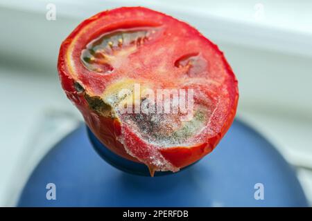 Echter Schimmel auf der Hälfte der roten Tomate für einen unvergesslichen Moment Stockfoto